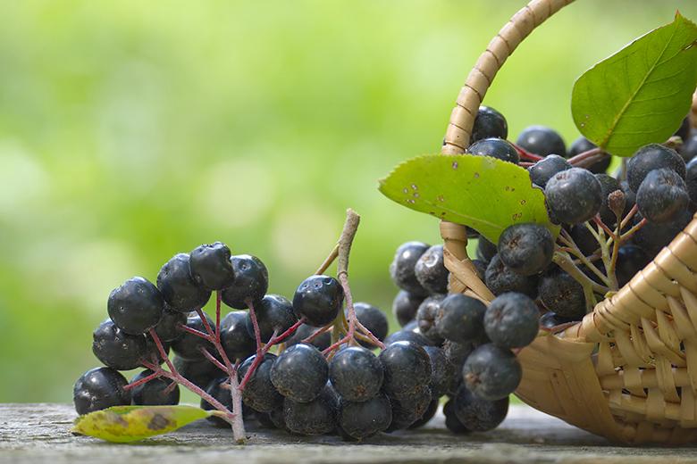 Aronia