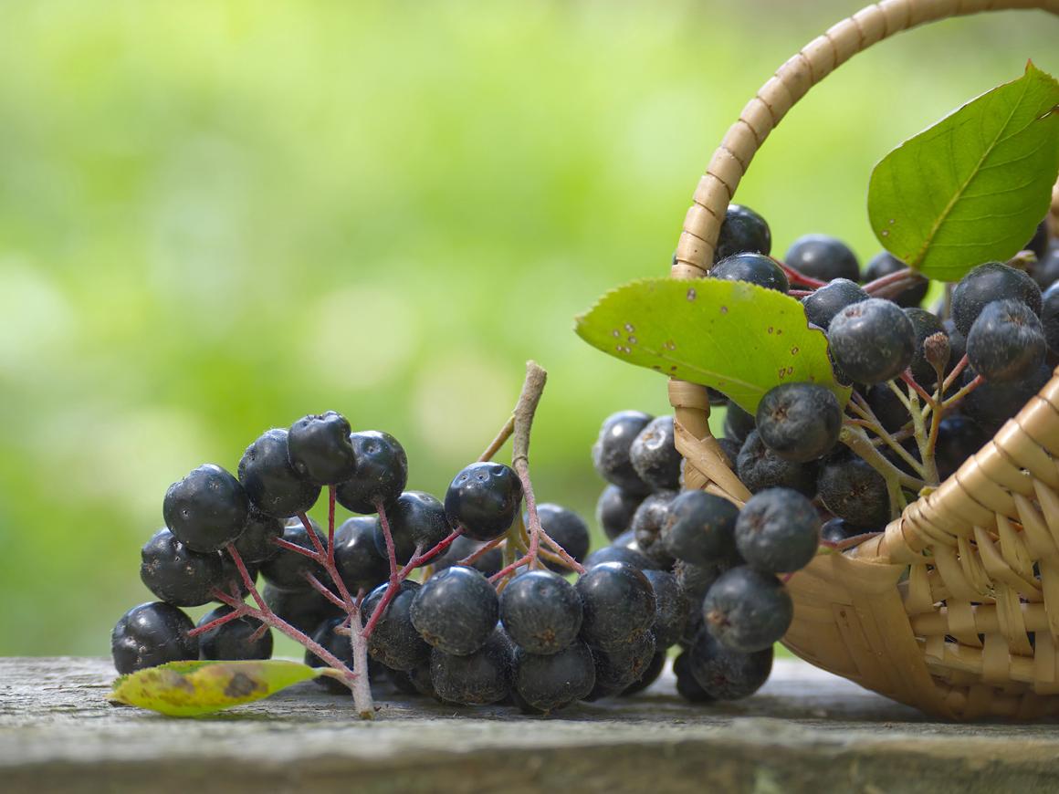 Aronia