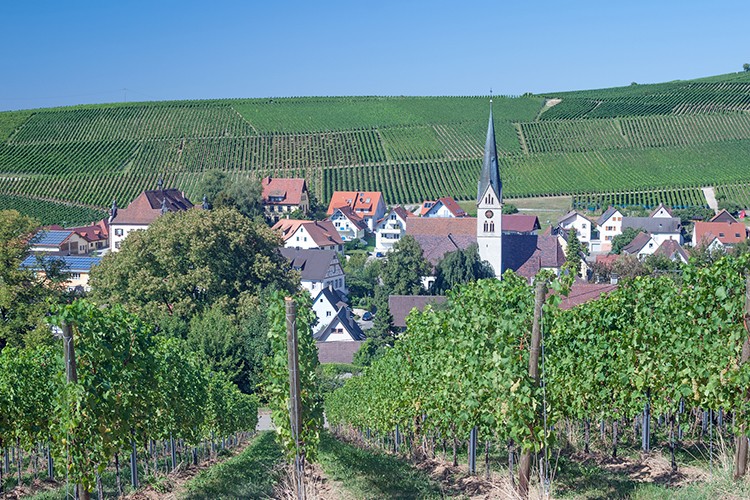 Weinregion Baden