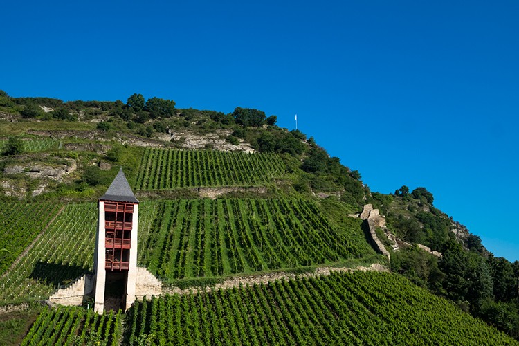 Weinregion Pfalz