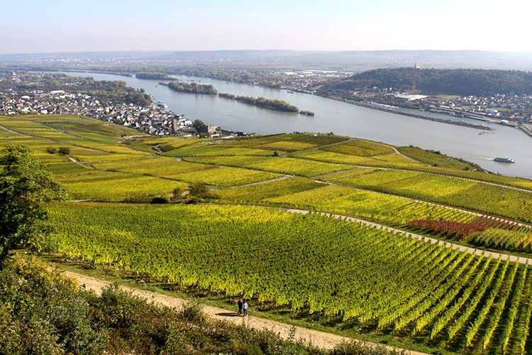 Weinregion Rheingau