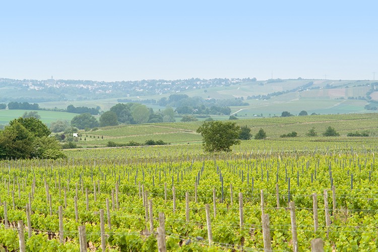 Weinregion Rheinhessen