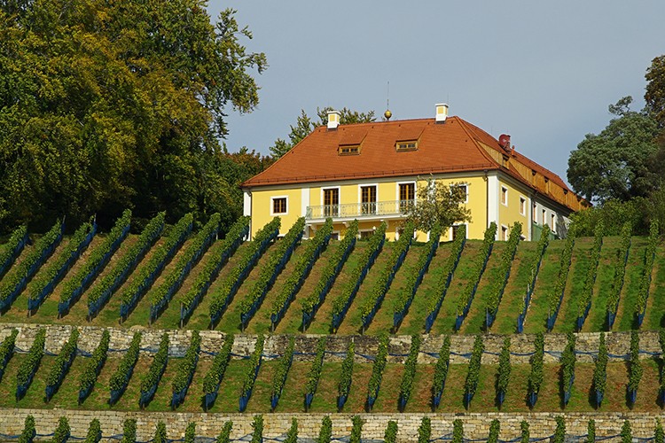 Weinregion Sachsen