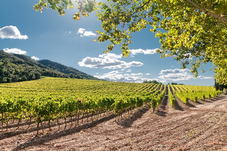 Weinland Spanien - spanische Weine