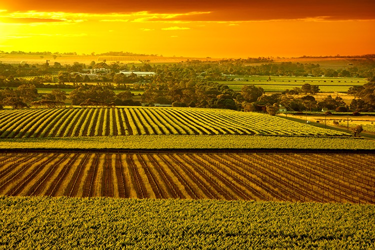 Weinland Australien - australische Weine