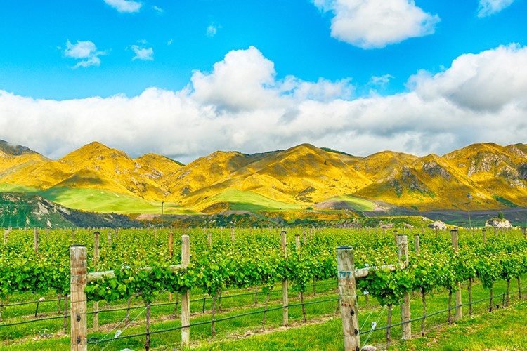 Weinland Neuseeland - neuseeländische Weine