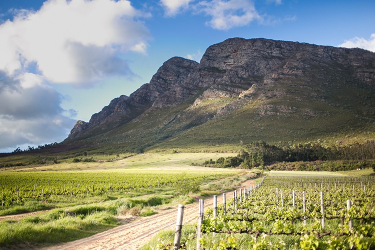 Weinland Südafrika - südafrikanische Weine