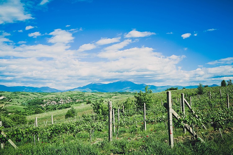 Weinland Bulgarien - bulgarische Weine