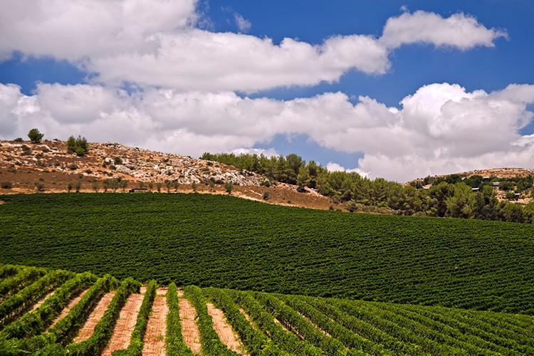 Weinland Israel - israelische Weine