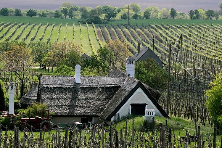 Weinland Ungarn - ungarische Weine