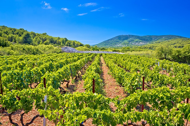 Weinland Kroatien - kroatischer Wein