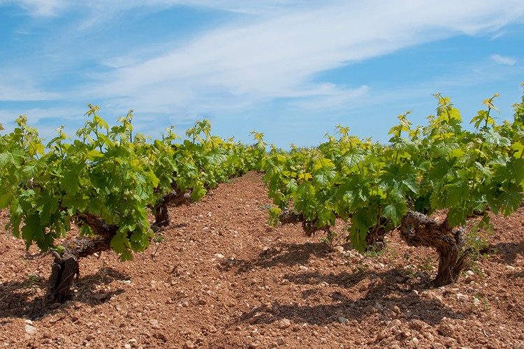 Weinland Zypern - Wein aus Zypern