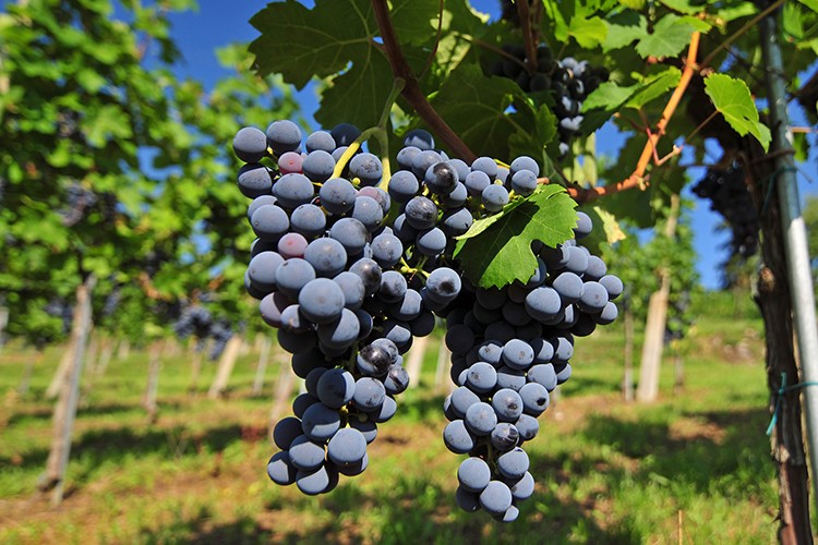 Lemberger (Blaufränkisch)