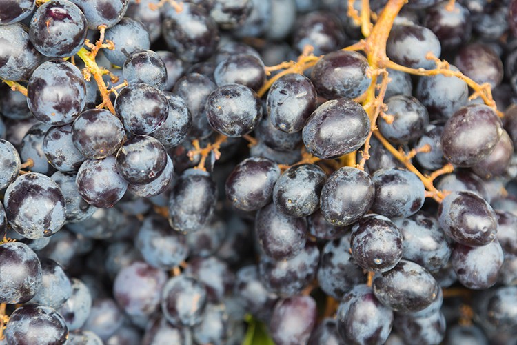 Schwarzriesling (Müllerrebe)