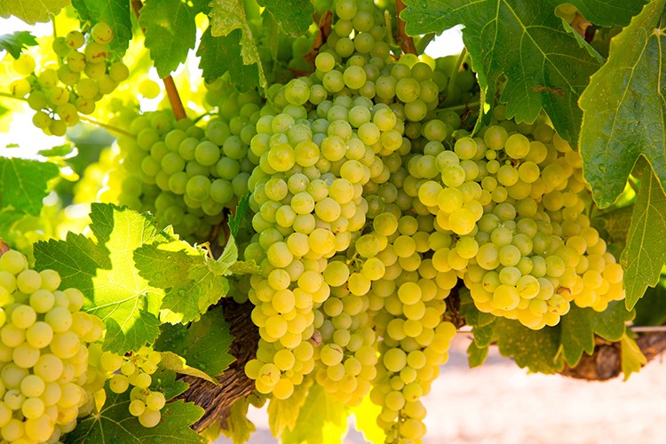 Chardonnay