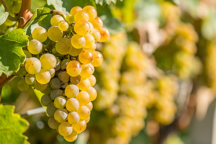 Riesling