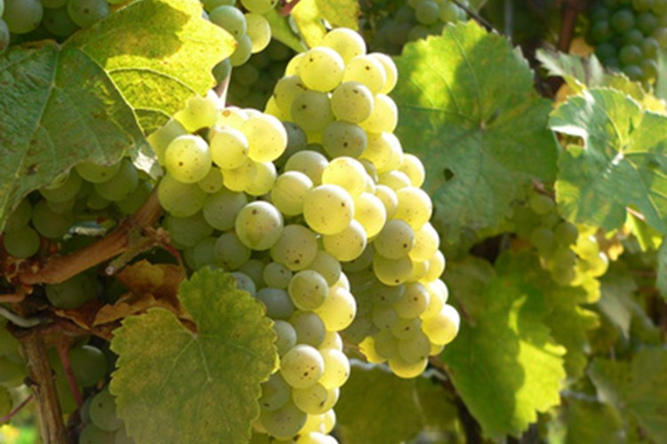 Silvaner