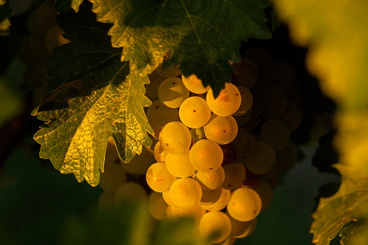 Weissburgunder (Pinot blanc)