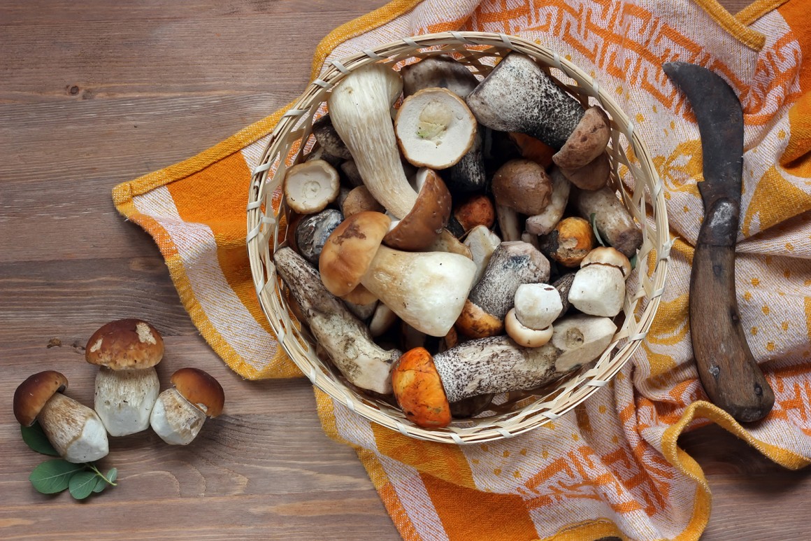 Pilze vom Wald in die Küche