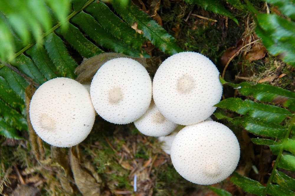 Pilze vom Wald in die Küche
