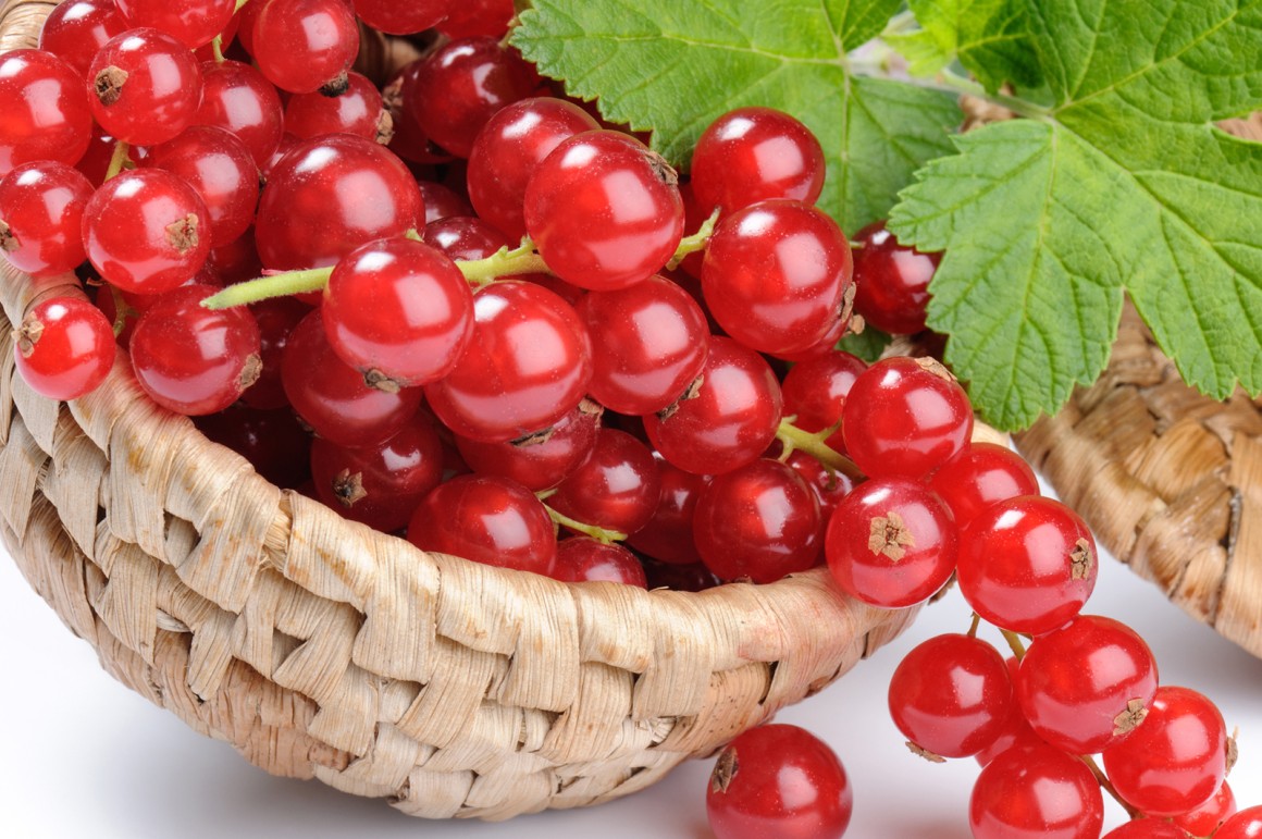 Johannisbeeren