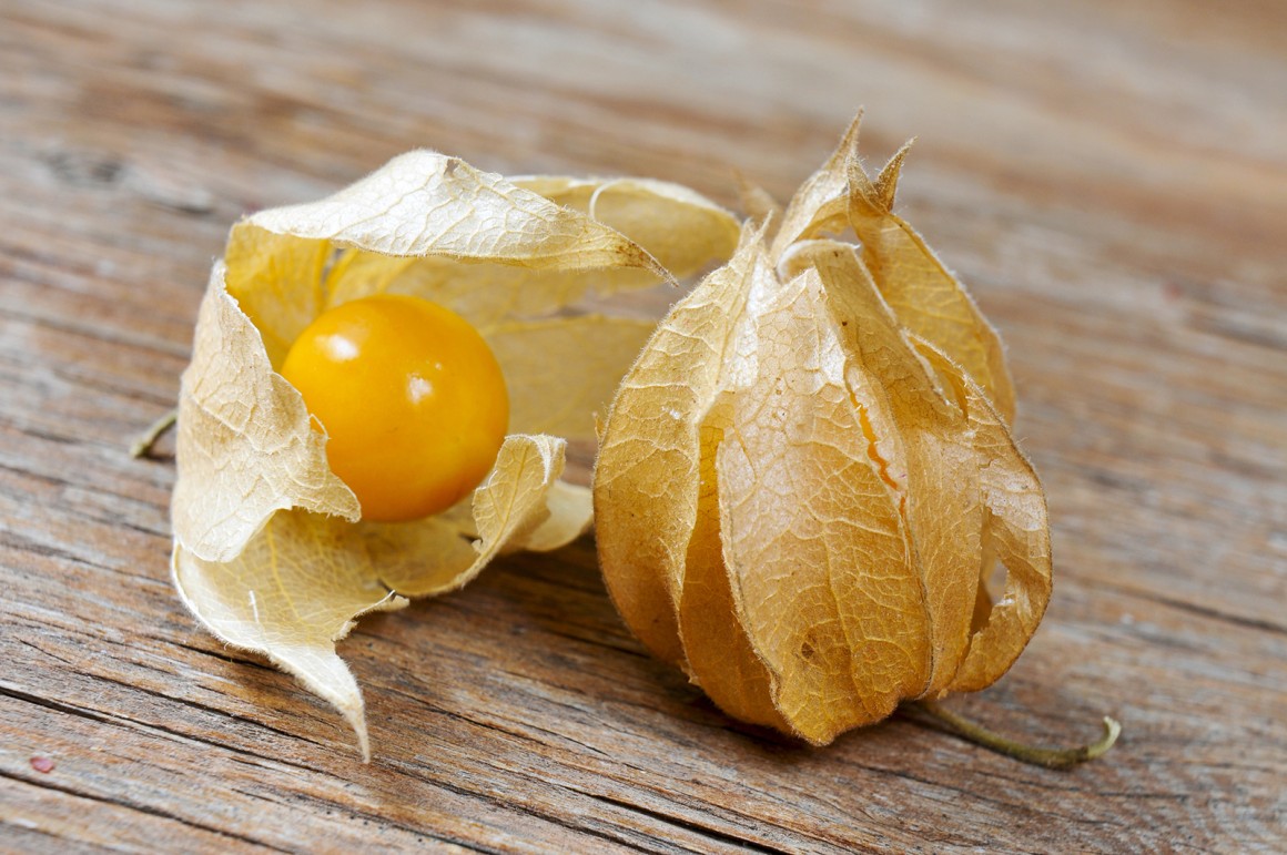Physalis