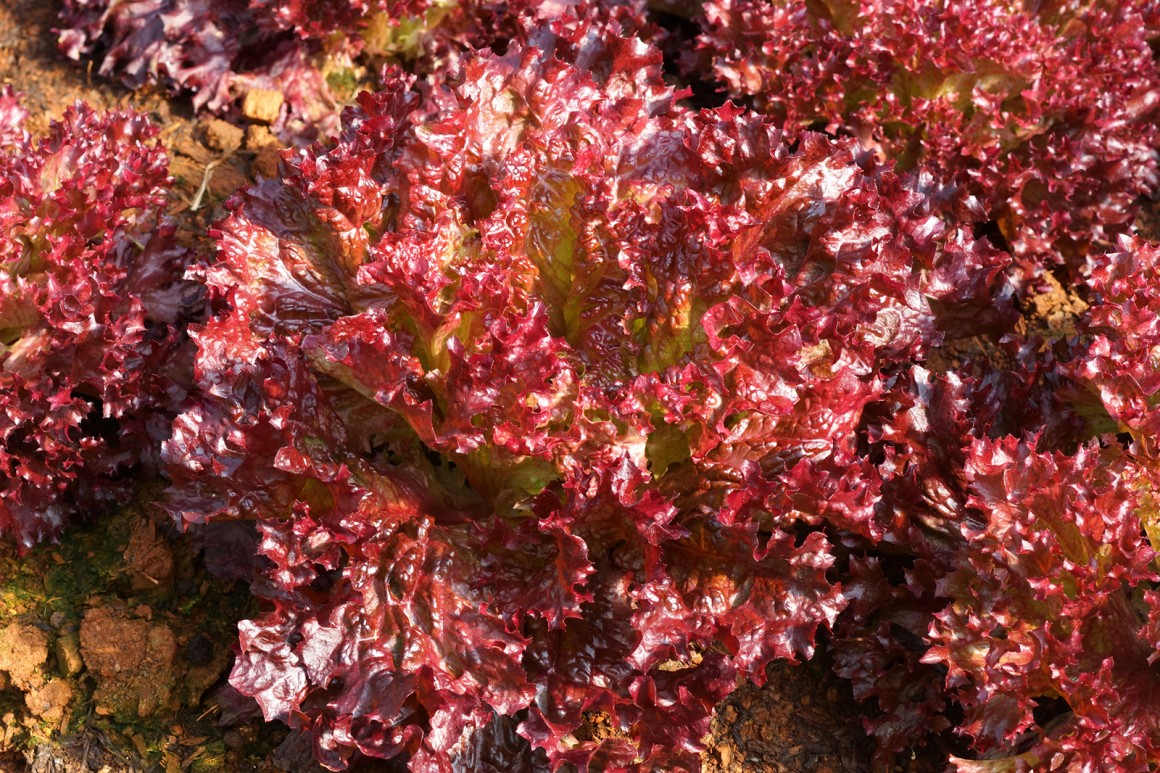 Batavia Salat