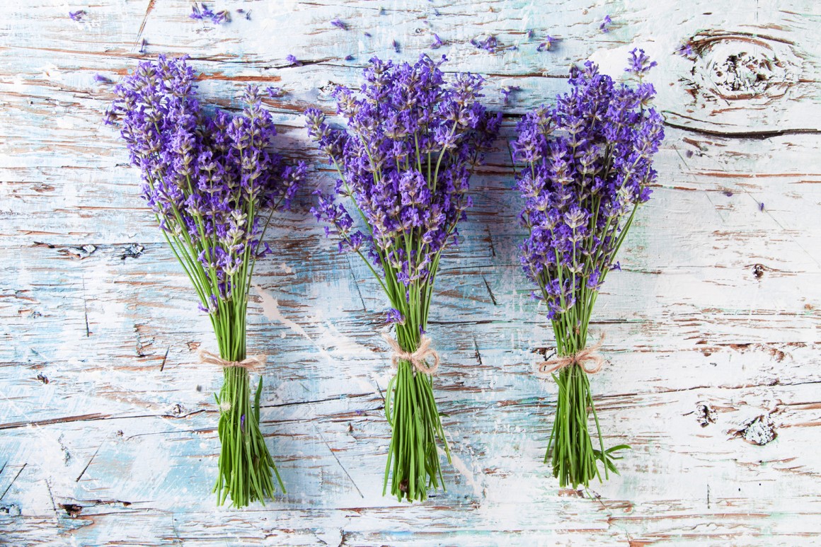 Lavendel
