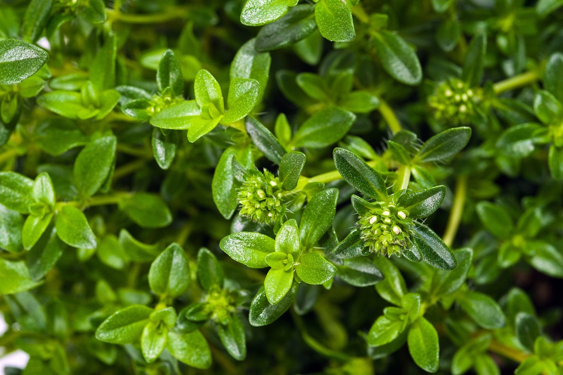 Bohnenkraut