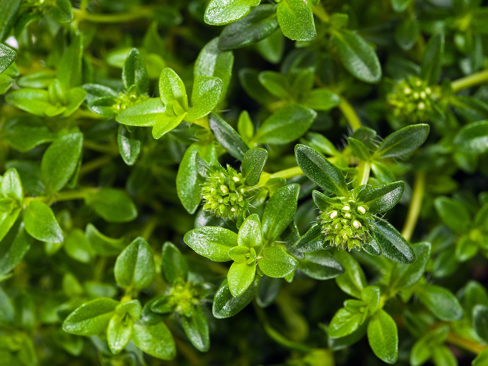 Bohnenkraut