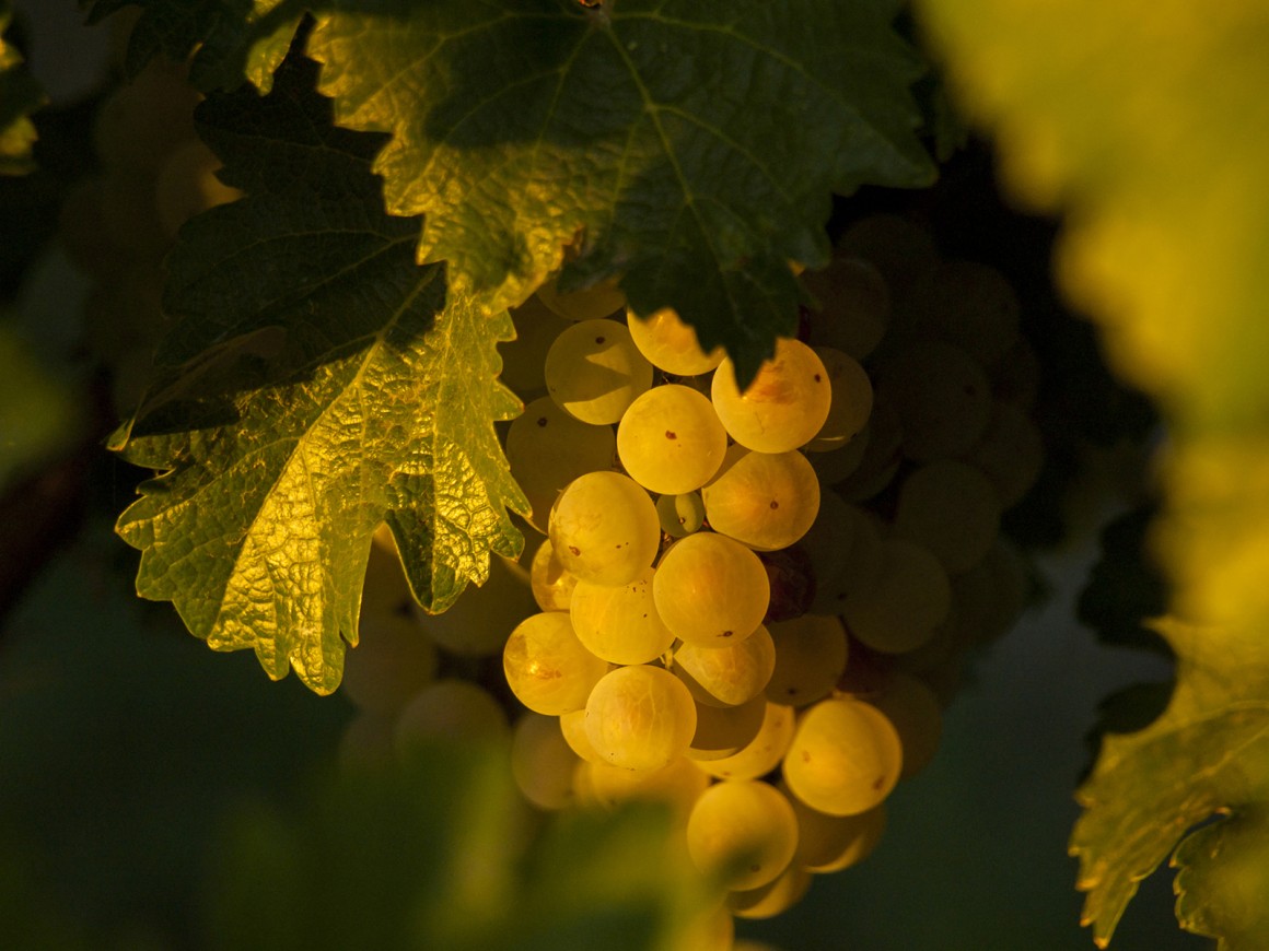 Weissburgunder (Pinot blanc)