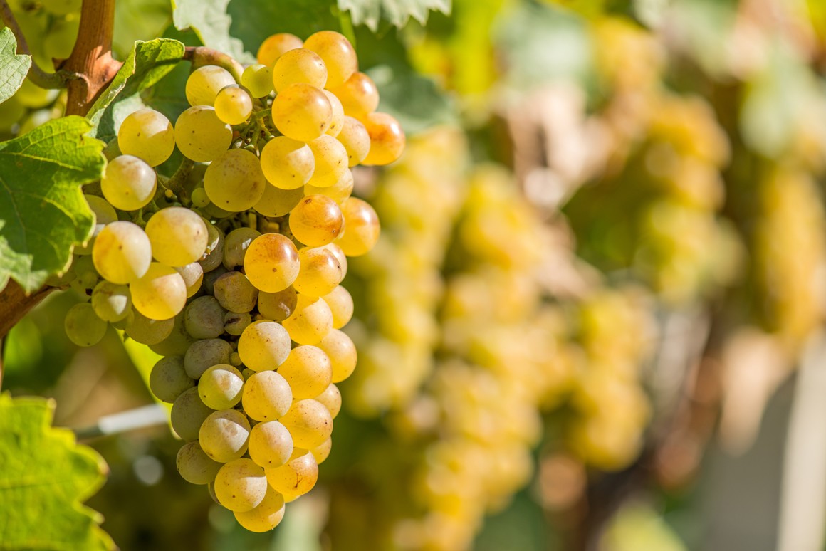 Riesling