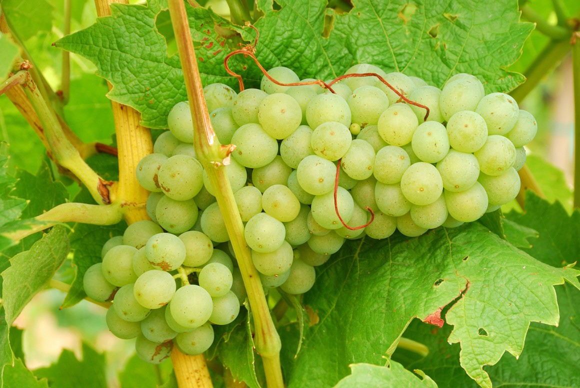 Müller-Thurgau (Rivaner)