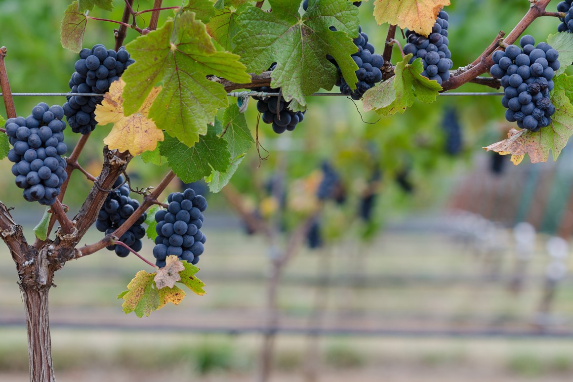 Schwarzriesling (Müllerrebe)