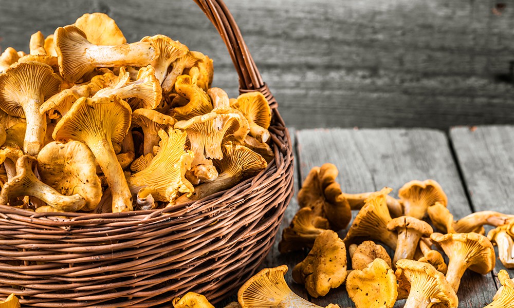 Pfifferlinge-die Küchenstars aus dem Wald