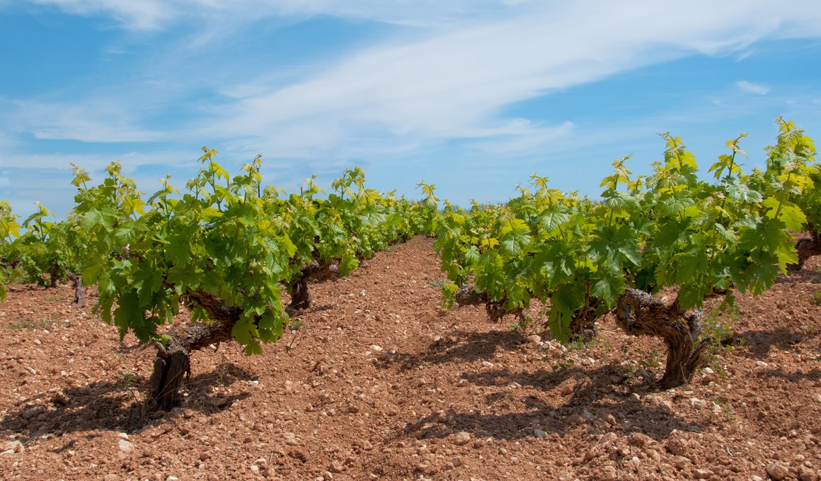 Weinland Zypern - Wein aus Zypern