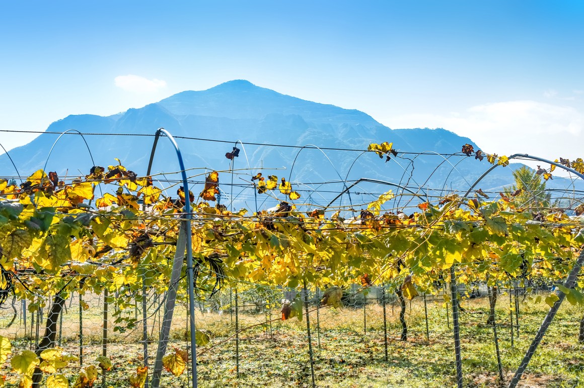 Weinland Japan - japanischer Wein