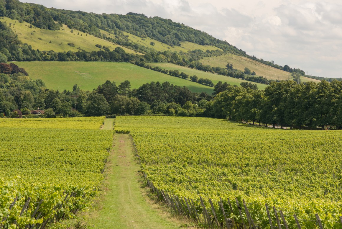 Weinland England - englische Weine