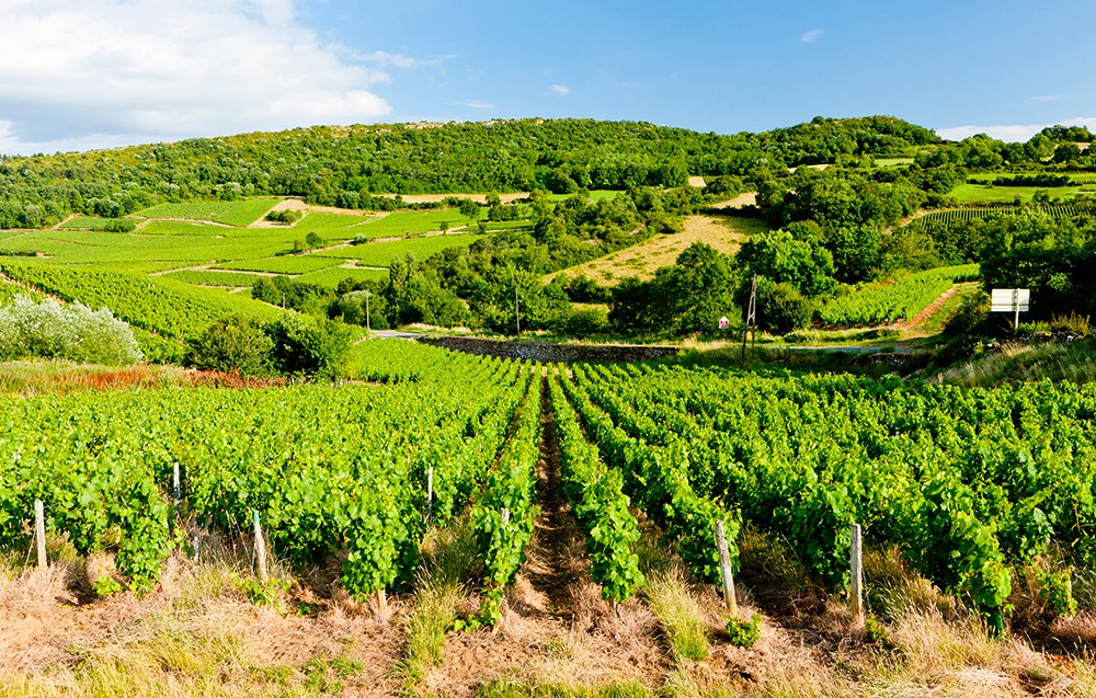 Weinland Frankreich - französische Weine