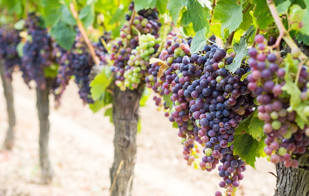 Weinland Frankreich - französische Weine