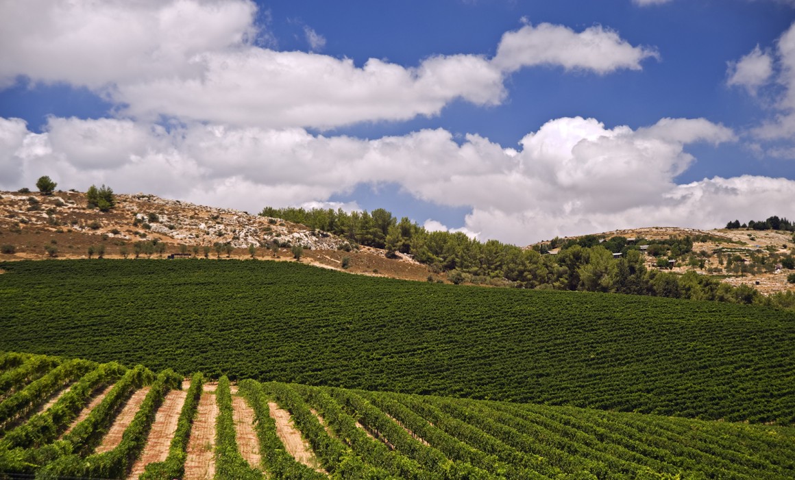 Weinland Israel - israelische Weine