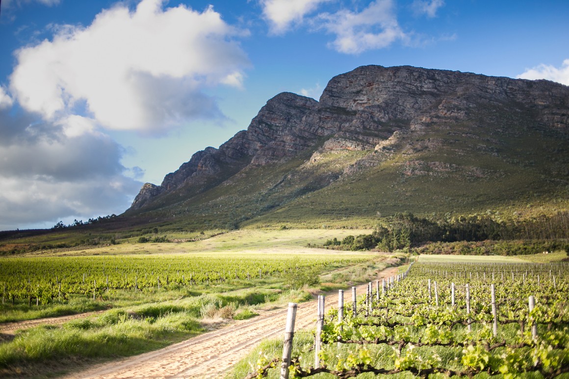 Weinland Südafrika - südafrikanische Weine