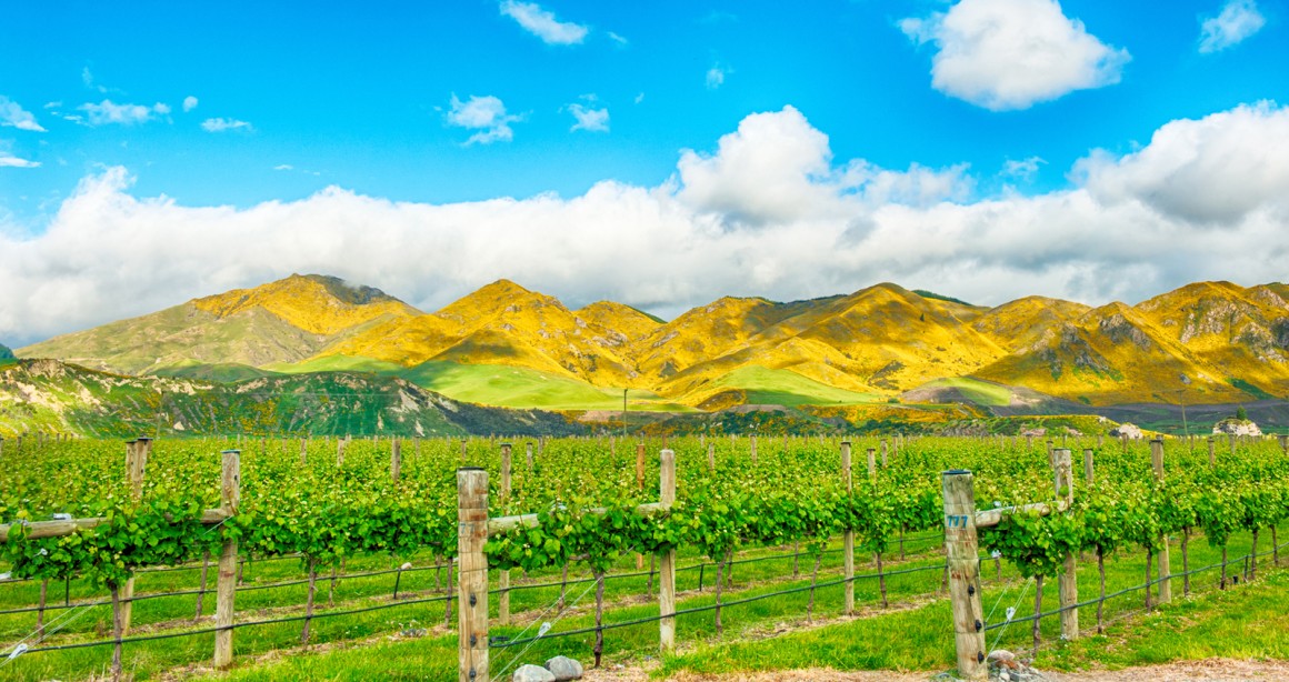 Weinland Neuseeland - neuseeländische Weine