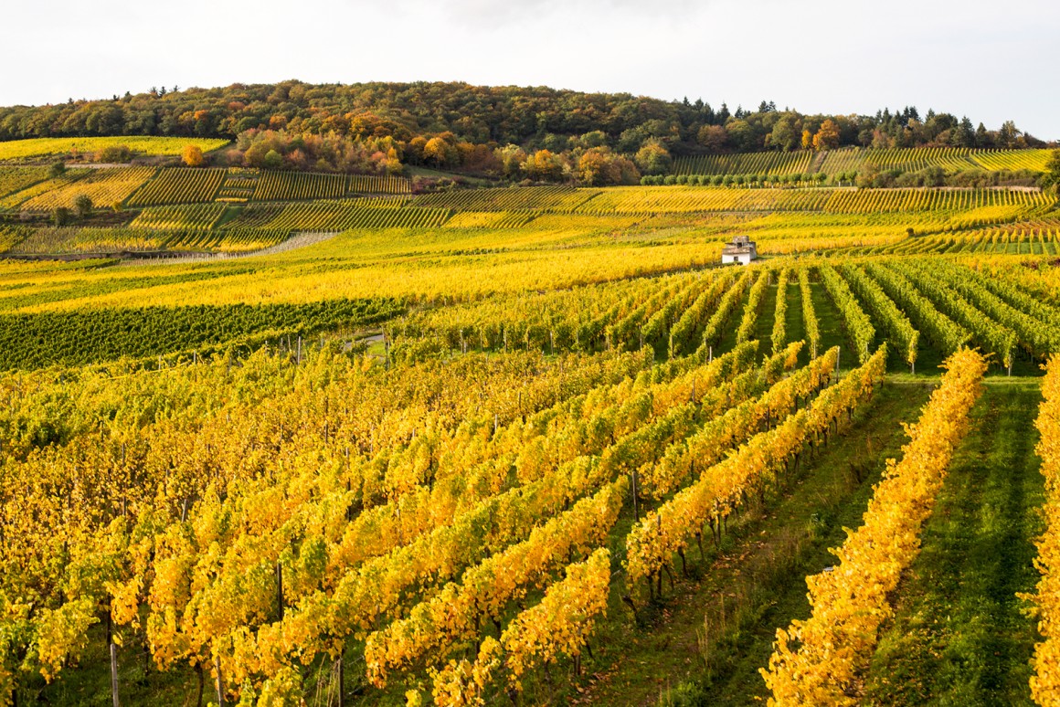 Weinland Deutschland - deutsche Weine