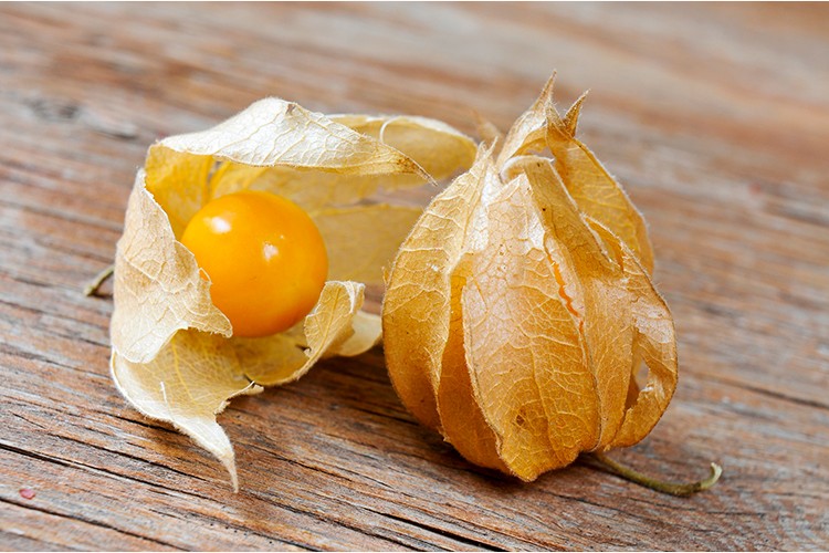 Physalis