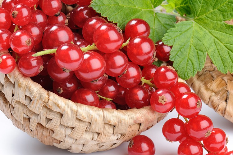 Johannisbeeren