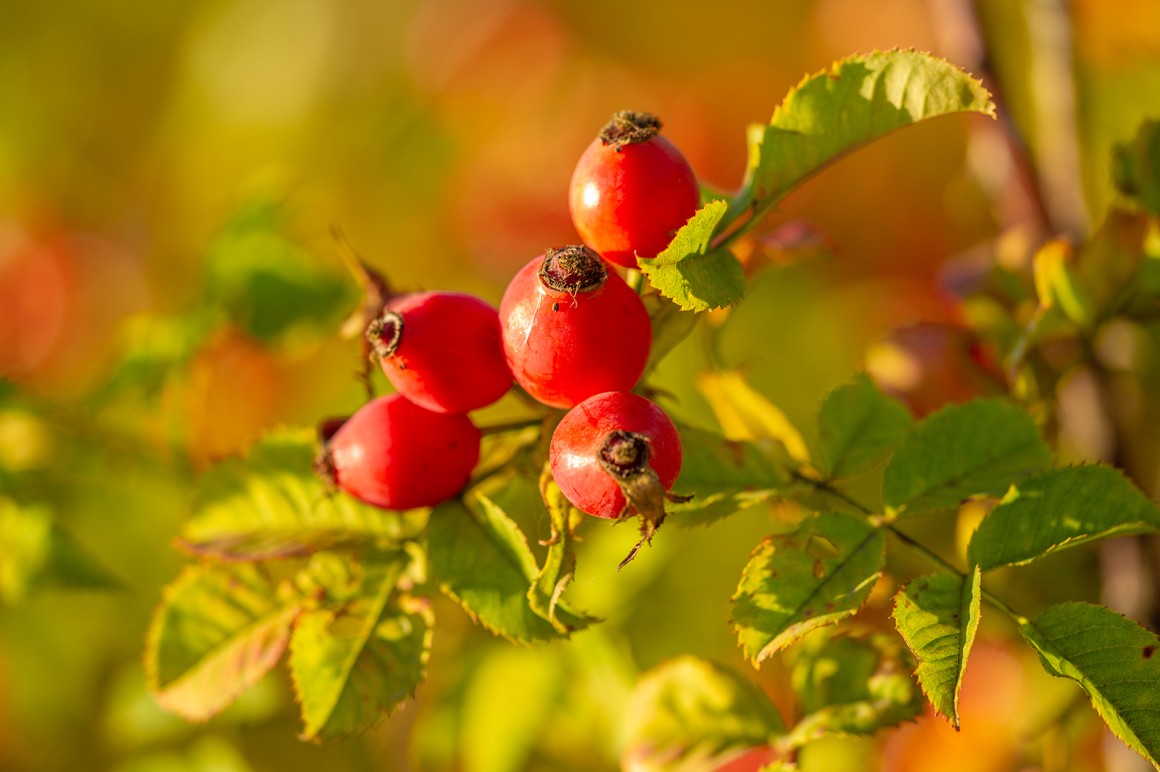 Die Hagebutte: Vitaminreich und köstlich