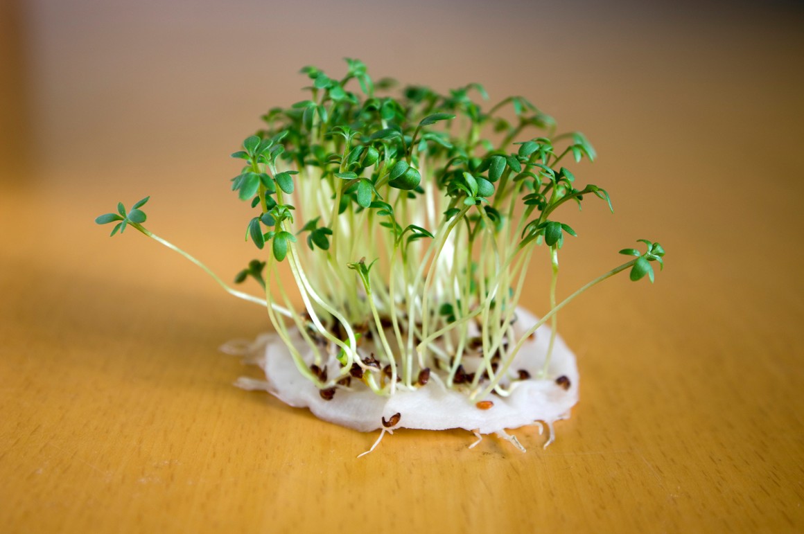 Sprossen - gesundes Powerfood
