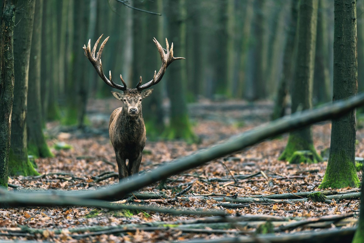 Herbstzeit ist Wildzeit