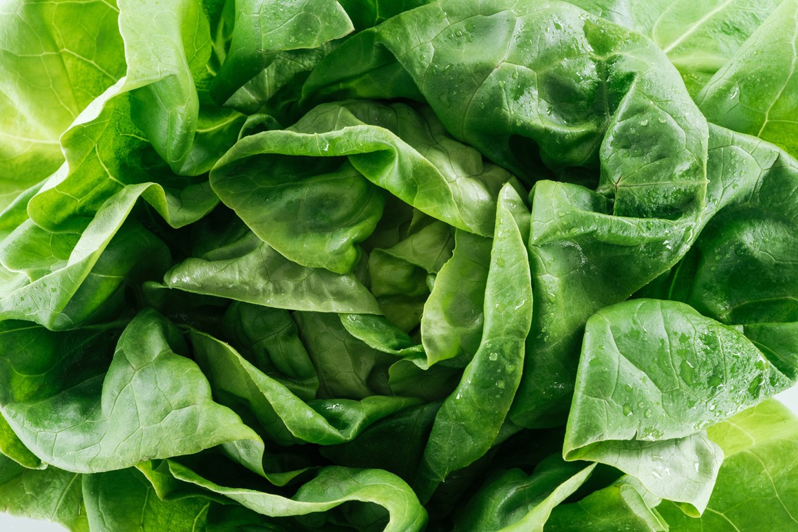 Kopfsalat